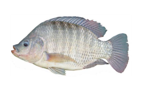 �޷����ǲ��Ǻ���?Ϊʲô�������� �޷����Ǻ��㻹�Ǻ���