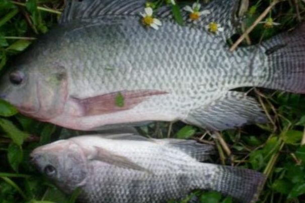 �޷����ǲ��Ǻ���?Ϊʲô�������� �޷����Ǻ��㻹�Ǻ���