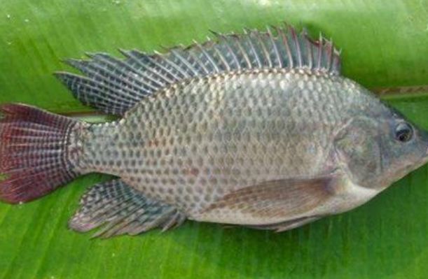 �޷����ǲ��Ǻ���?Ϊʲô�������� �޷����Ǻ��㻹�Ǻ���