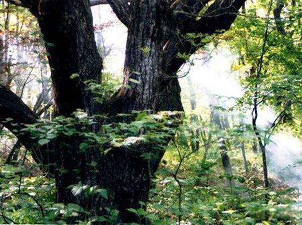 ����ѷԭʼɭ�����ĸ����� ����ѷԭʼɭ����ʲôΣ��(�ܿ���)