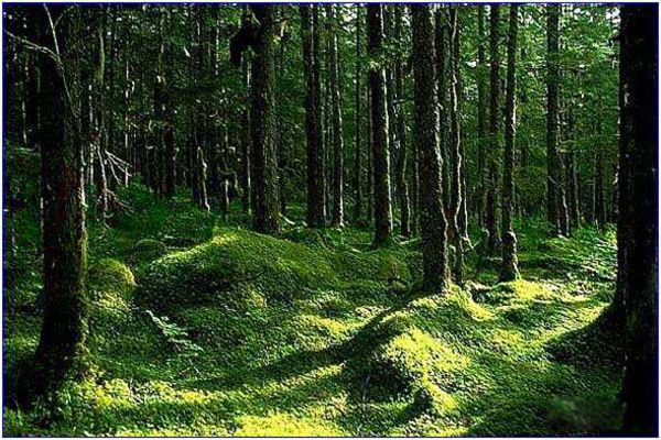 ����ѷԭʼɭ�����ĸ����� ����ѷԭʼɭ����ʲôΣ��(�ܿ���)