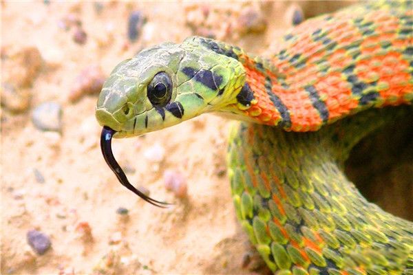 ����������Щ �뻷��β���ߺ��۾��ߺ���