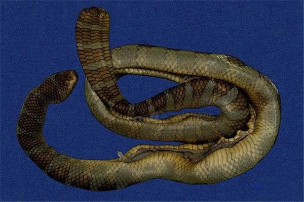 ����������Щ �뻷��β���ߺ��۾��ߺ���