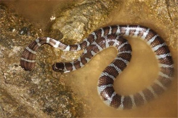 ����������Щ �뻷��β���ߺ��۾��ߺ���