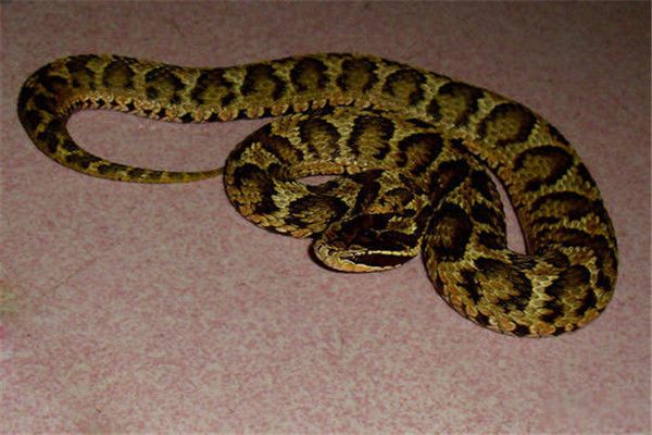 ����������Щ �뻷��β���ߺ��۾��ߺ���