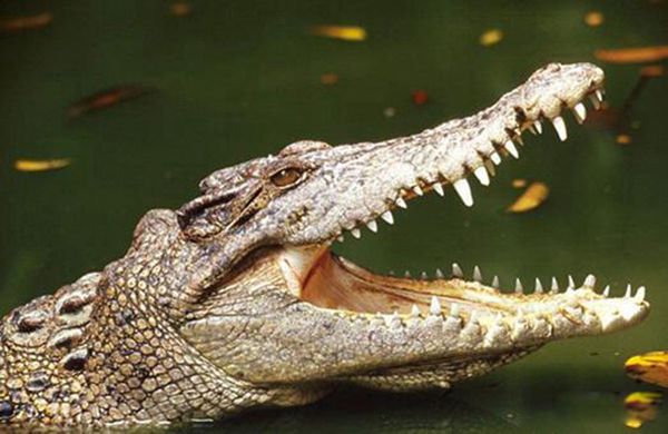 ���������ܶ����� �����������ද��