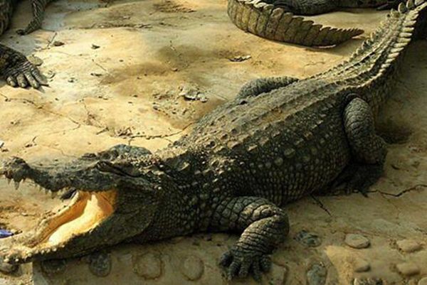 ���������ܶ����� �����������ද��