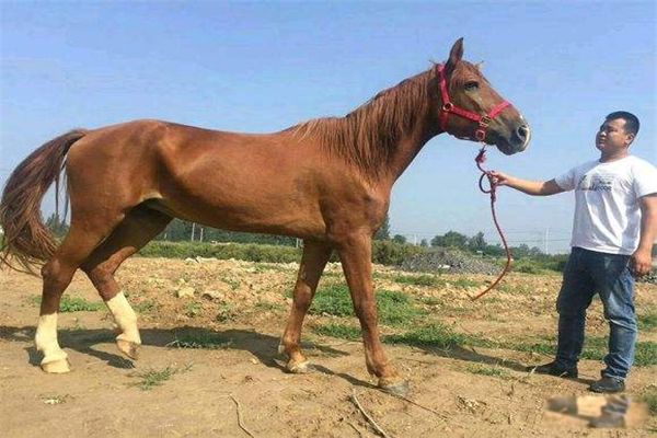 ʷǰʼ������ʲô���� ʷǰʼ����������������