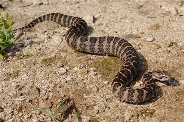 ����������Щ �뻷��β���ߺ��۾��ߺ���