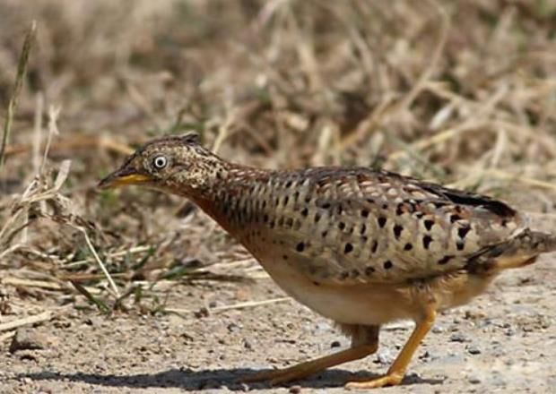 ��������ԭ����Ƶ��ô���� ���������϶����������