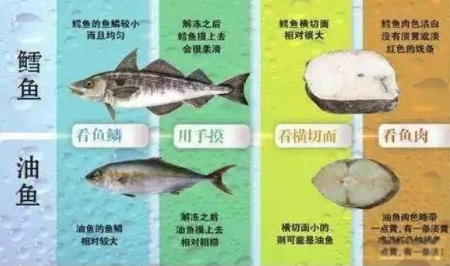 油鱼吃了有什么坏处 油鱼和鳕鱼的区别在哪里