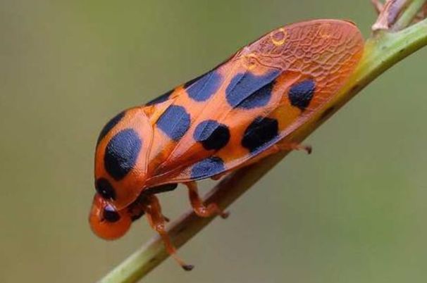 ĭ������� ĭ��Ϊʲô������ô��