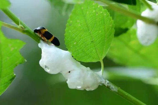 ĭ������� ĭ��Ϊʲô������ô��