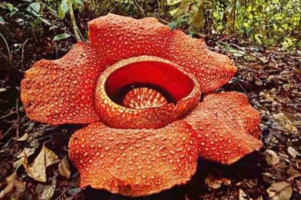 大王花直径多少米 大王花的图片简介