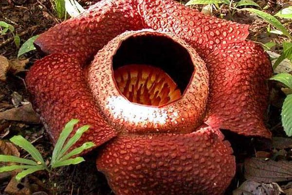 大王花直径多少米 大王花的图片简介