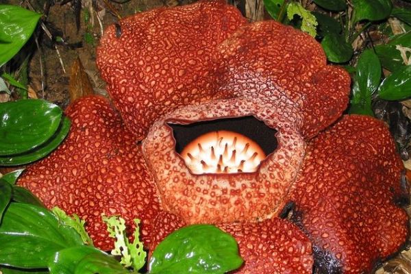 大王花直径多少米 大王花的图片简介