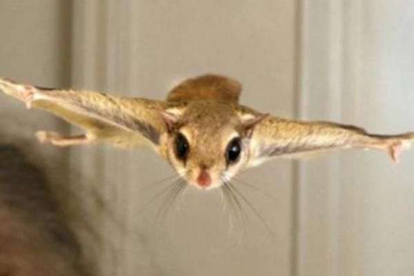 С����һֻ���ٶ���Ԫ ��С�������������