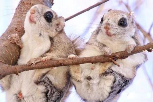 小飞鼠一只最少多少元 养小飞鼠会认主人吗