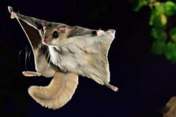 小飞鼠一只最少多少元 养小飞鼠会认主人吗