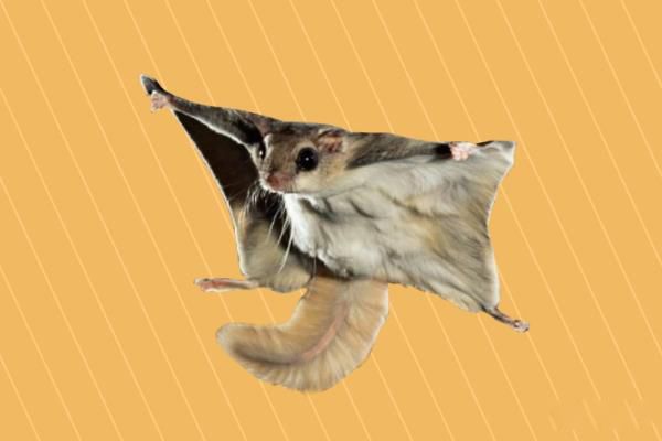 小飞鼠一只最少多少元 养小飞鼠会认主人吗