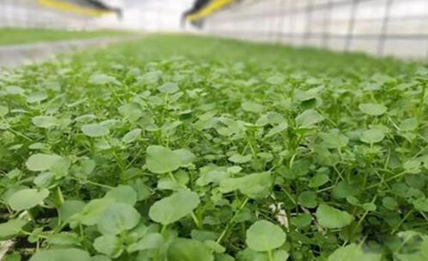 ������������� ������˵Ľ�����ʲô