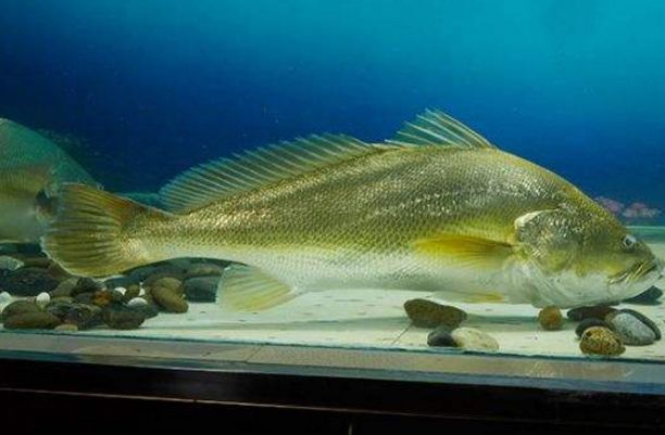 �ƴ�������Ϊʲô��?��Ŷ���һ�� �ƴ����ǹ��ұ���������