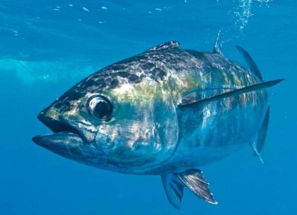 黄唇鱼鱼鳔为什么贵?大概多少一斤 黄唇鱼是国家保护动物吗