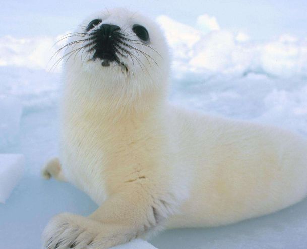 最耐寒的动物排名前五名 企鹅是世界上最耐寒的动物之一