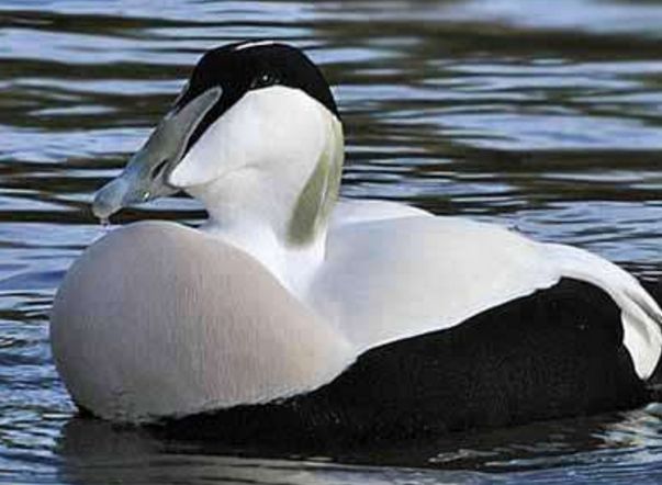 最耐寒的动物排名前五名 企鹅是世界上最耐寒的动物之一