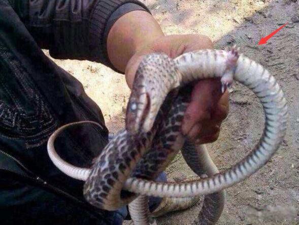 真足蛇有脚吗?长什么样图片 真足蛇的祖先是什么动物