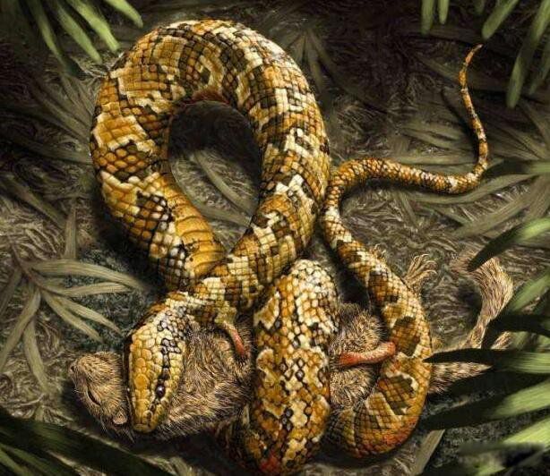 真足蛇有脚吗?长什么样图片 真足蛇的祖先是什么动物