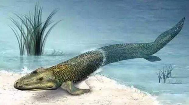 真足蛇有脚吗?长什么样图片 真足蛇的祖先是什么动物