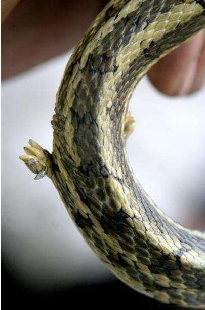 真足蛇有脚吗?长什么样图片 真足蛇的祖先是什么动物