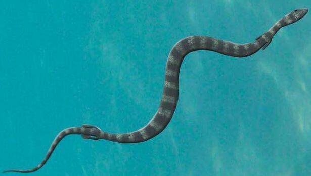 真足蛇有脚吗?长什么样图片 真足蛇的祖先是什么动物