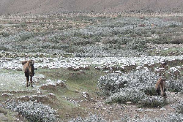 �������ǰ׻����� Ұ���׻�������Ĵ�����