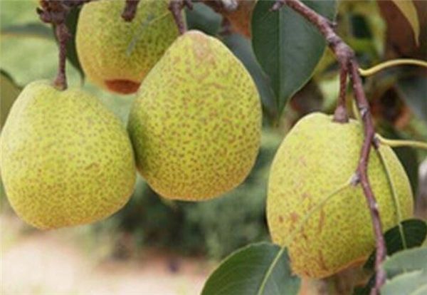 ������������ ���Ӳ��ܺ�ʲôʳ��һ���