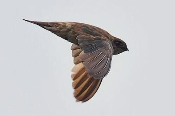 �����˿��ͼƬ�ֲ����� �����˿���ǹ��Ҽ�����������