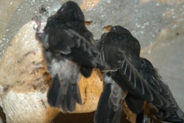 �����˿��ͼƬ�ֲ����� �����˿���ǹ��Ҽ�����������