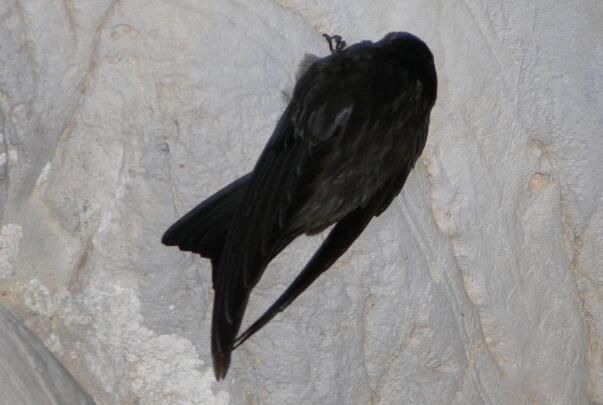 �����˿��ͼƬ�ֲ����� �����˿���ǹ��Ҽ�����������