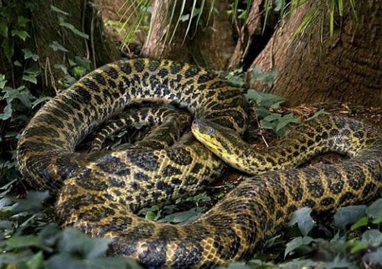 女娲真身图片吓死人 女娲人首蛇身的原因和象征