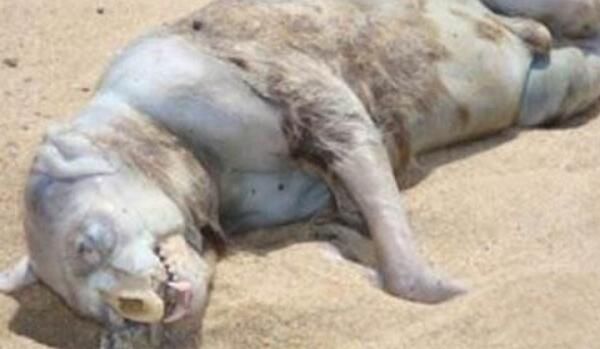 最奇怪的生物吓人 四大最奇怪的生物是什么生物