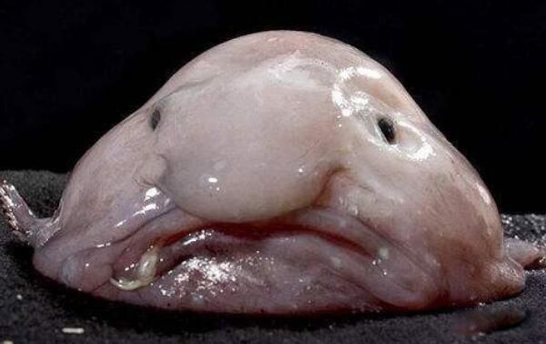 最奇怪的生物吓人 四大最奇怪的生物是什么生物