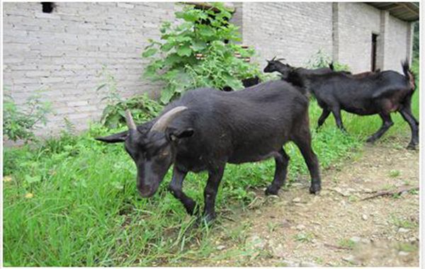 �ո�����ɽ������ʲô ������ʲô�߼���������