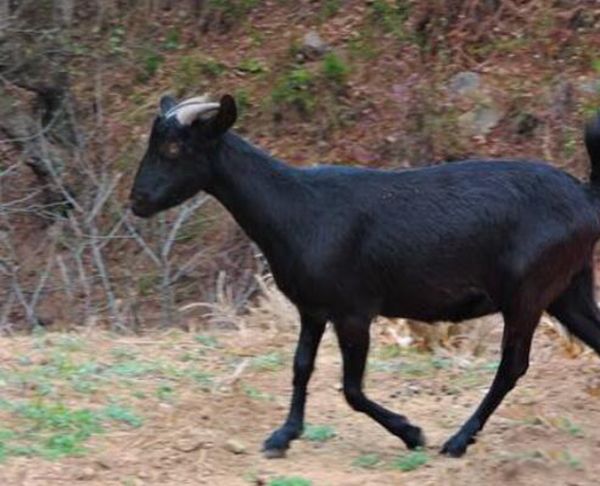 �ո�����ɽ������ʲô ������ʲô�߼���������