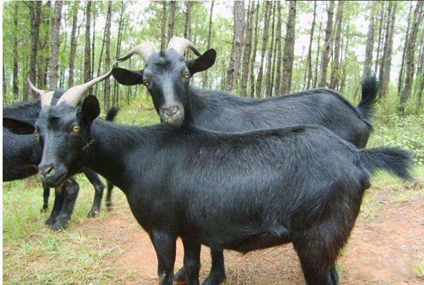 �ո�����ɽ������ʲô ������ʲô�߼���������