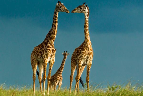 ��ߵĶ�����˭? ��ߵĶ���ƽ���߶�����