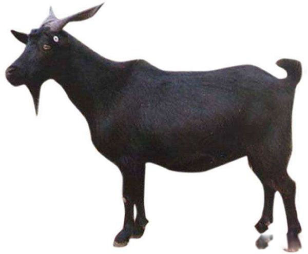 �ո�����ɽ������ʲô ������ʲô�߼���������