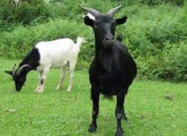 �ո�����ɽ������ʲô ������ʲô�߼���������