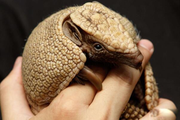 �Ű�������ʲô���� �Ű������Ǳ���������