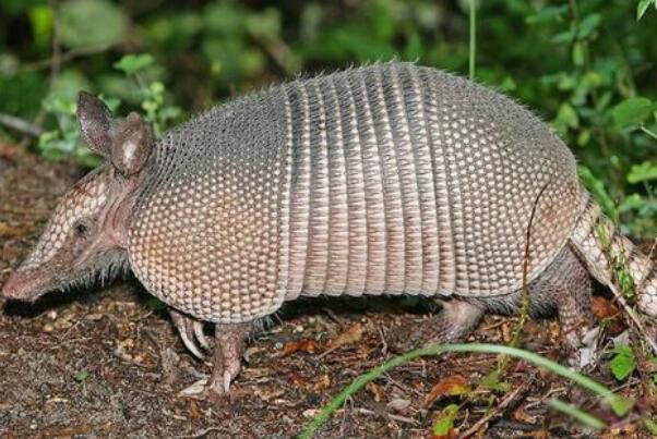 �Ű�������ʲô���� �Ű������Ǳ���������